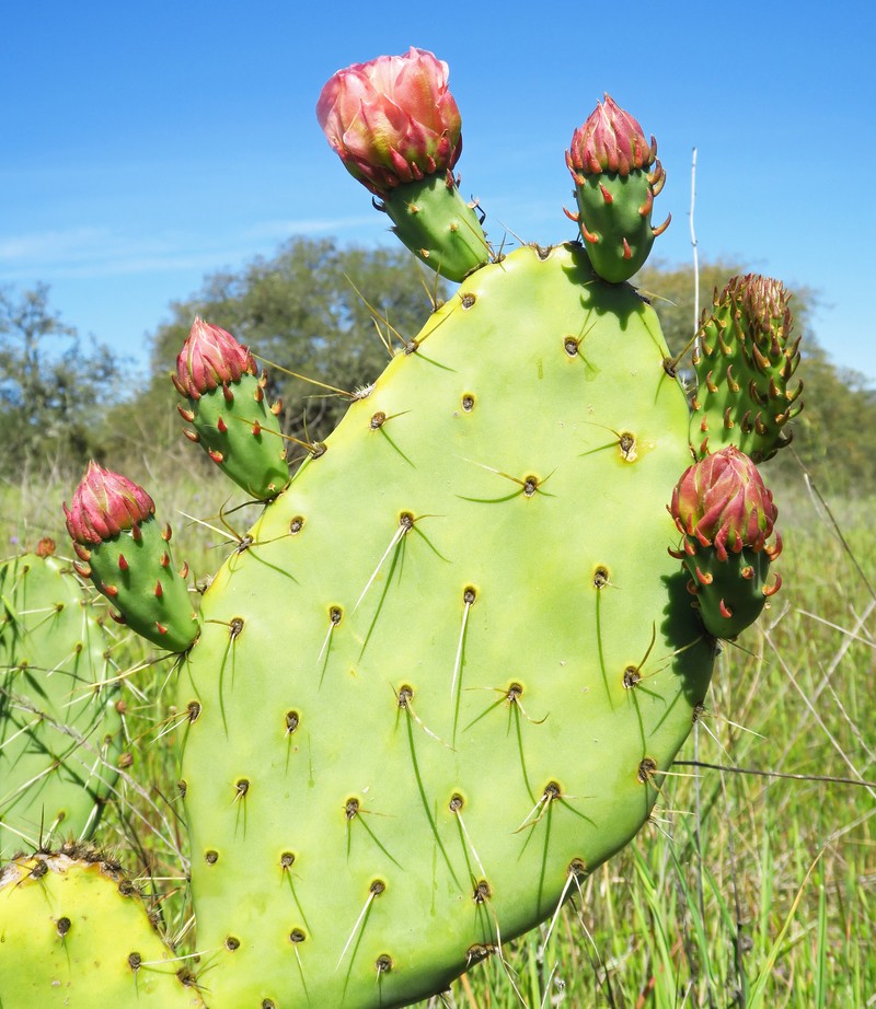 Vasey's Coastal Pricklypear photo 2