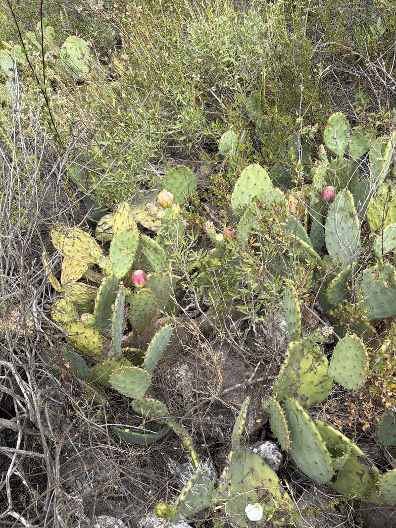 Vasey's Coastal Pricklypear photo 3