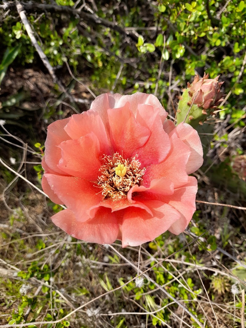 Vasey's Coastal Pricklypear photo 4