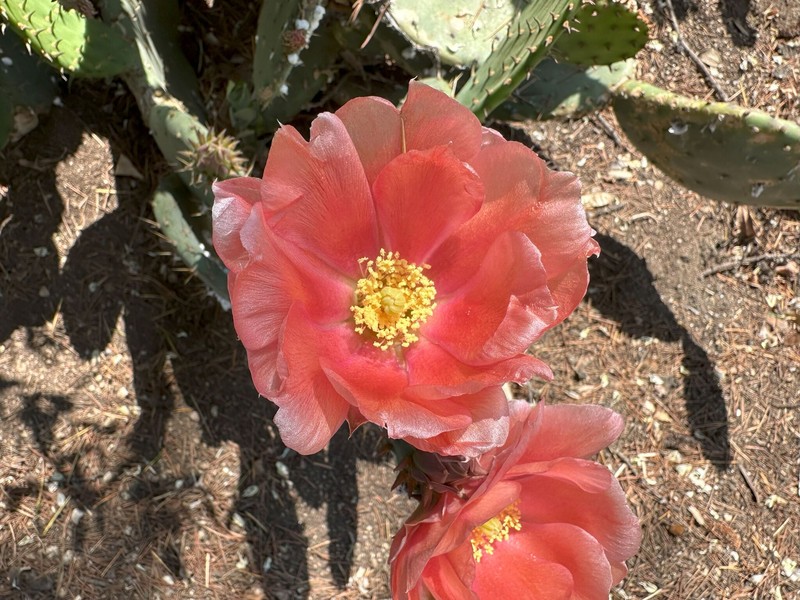 Vasey's Coastal Pricklypear photo 5