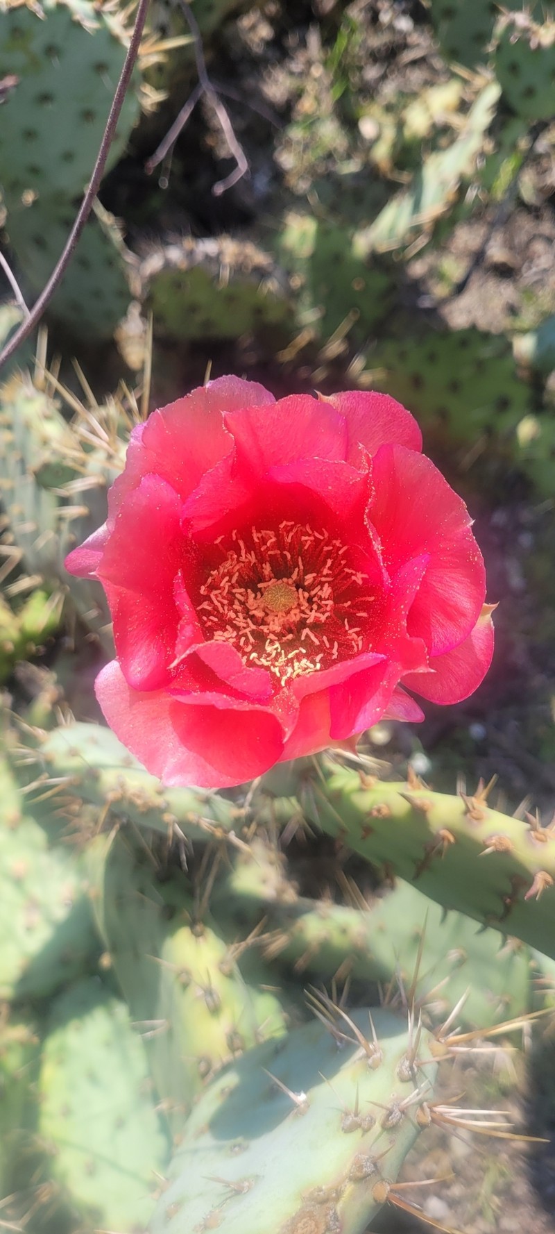 Vasey's Coastal Pricklypear photo 6
