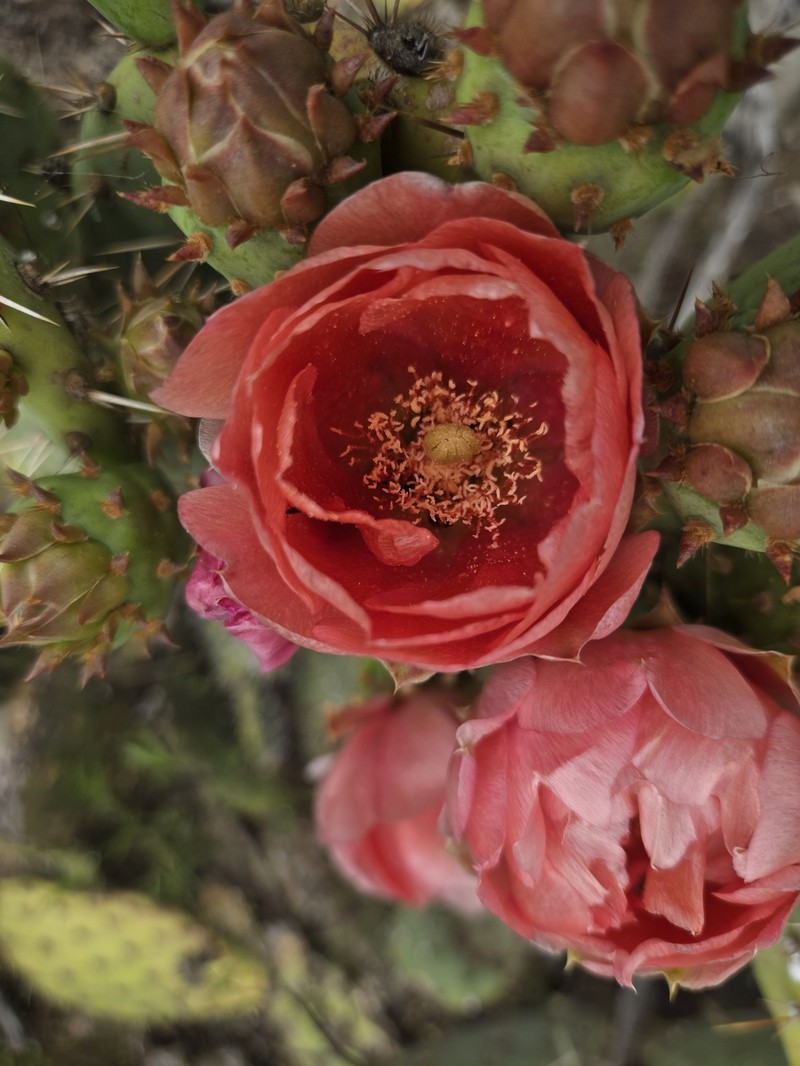 Vasey's Coastal Pricklypear photo 7
