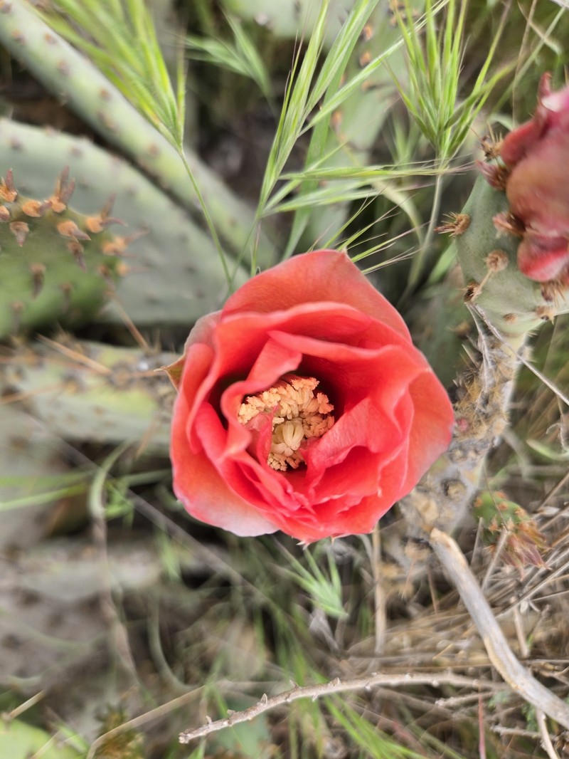 Vasey's Coastal Pricklypear photo 8