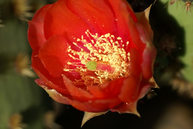 Chenille Pricklypear photo 2