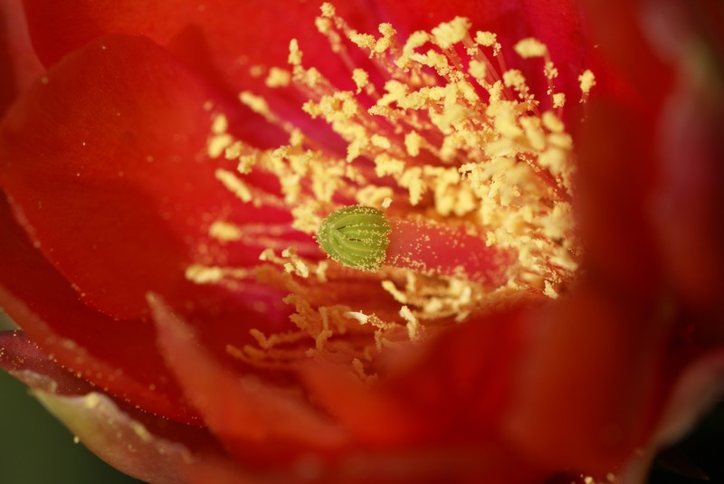 Chenille Pricklypear photo 3