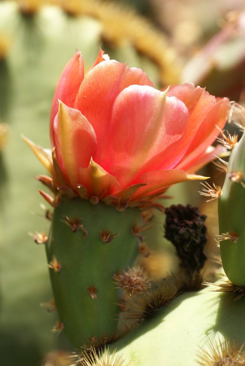 Chenille Pricklypear photo 4