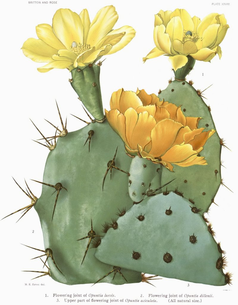 Chenille Pricklypear