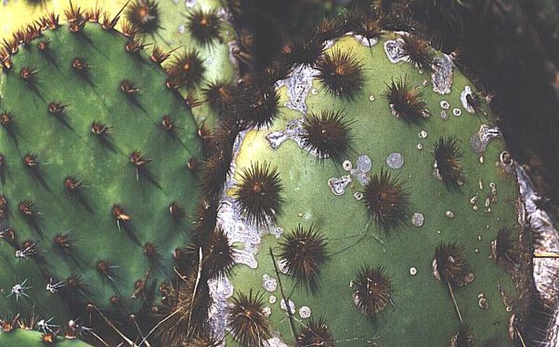 Chenille Pricklypear photo 5