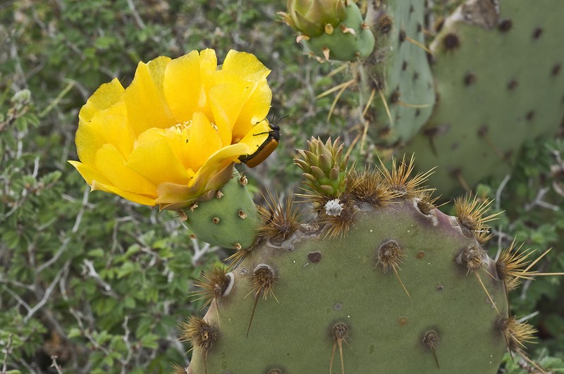 Chenille Pricklypear photo 2