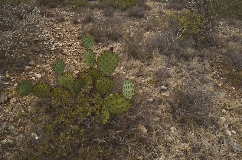 Chenille Pricklypear photo 3