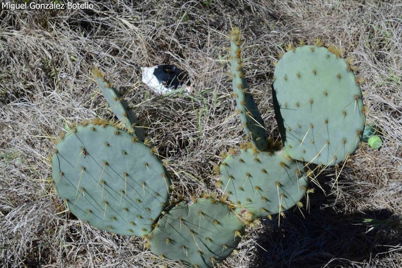 Chenille Pricklypear photo 4