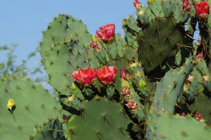 Chenille Pricklypear photo 5