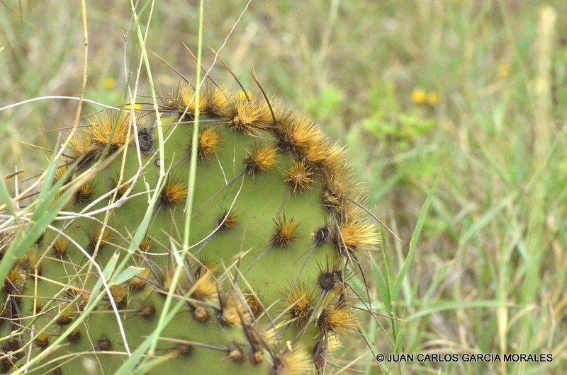 Chenille Pricklypear photo 6