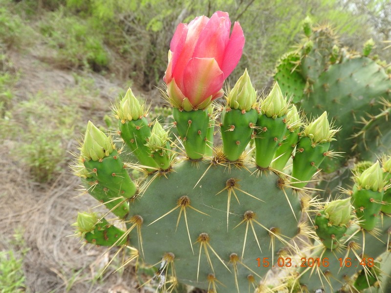 Chenille Pricklypear photo 7