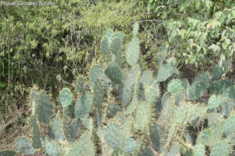 Chenille Pricklypear photo 8