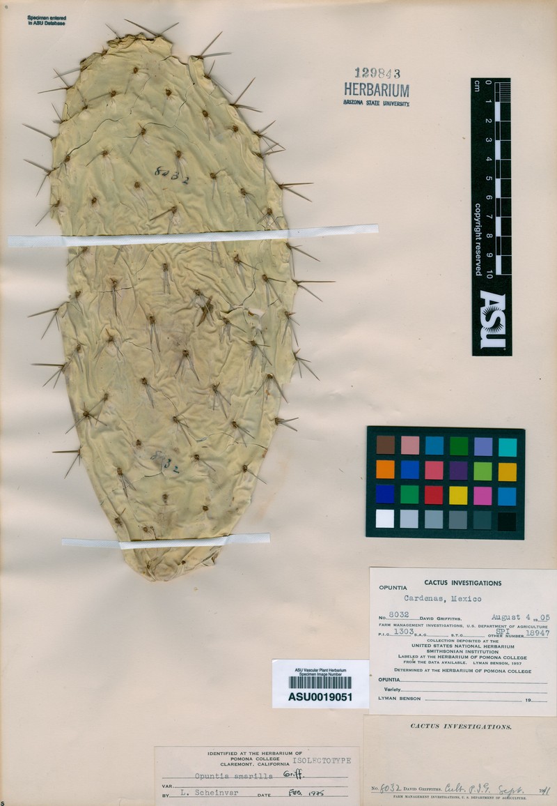 Opuntia amarilla