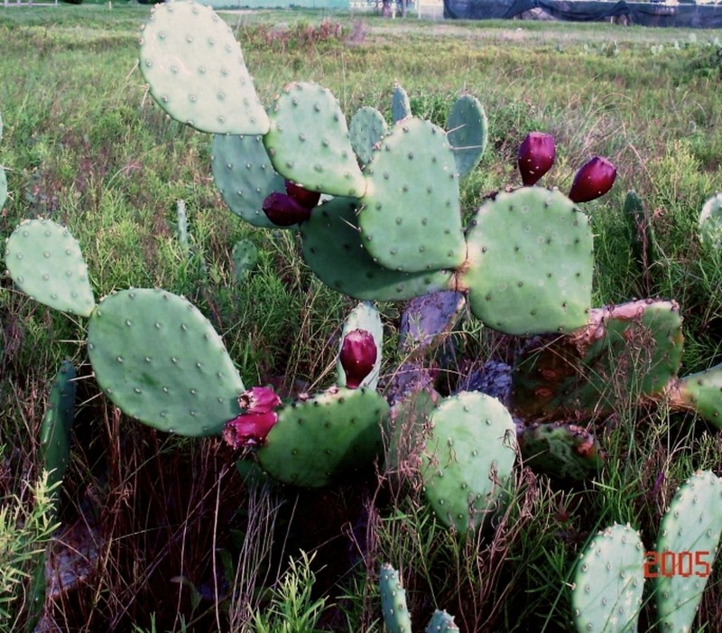 Opuntia anahuacensis