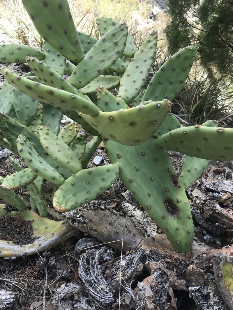Opuntia anahuacensis photo 2