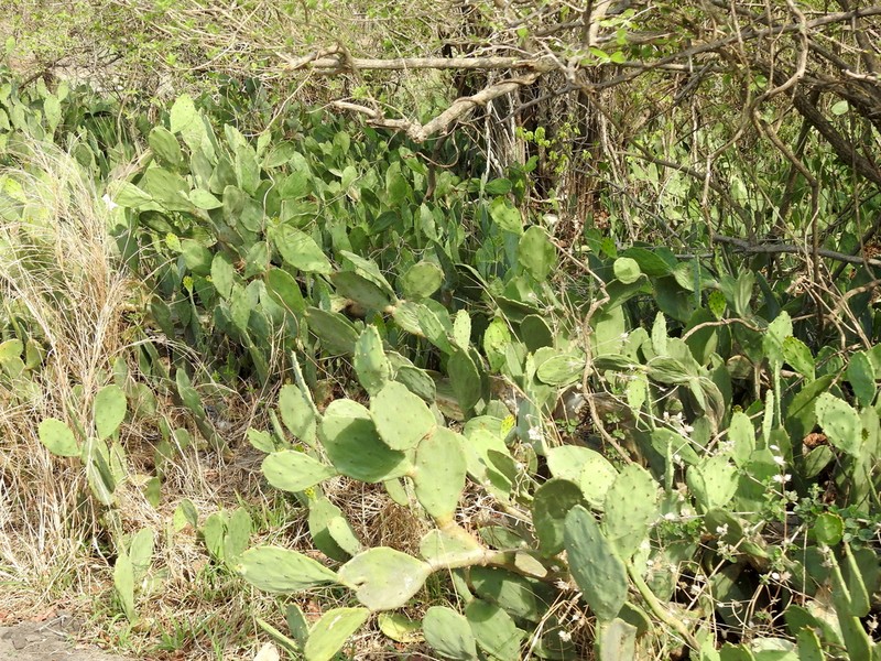 Opuntia anahuacensis photo 3