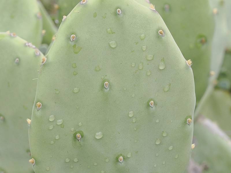 Opuntia anahuacensis photo 4