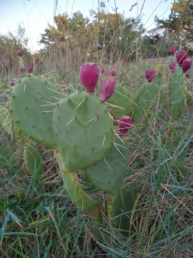 Opuntia anahuacensis photo 5
