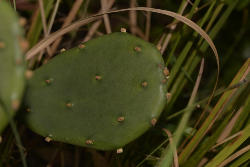 Opuntia anahuacensis photo 6