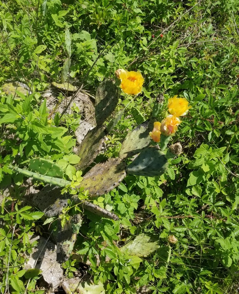 Opuntia anahuacensis photo 7