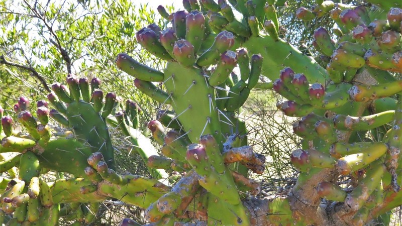 Opuntia arechavaletae