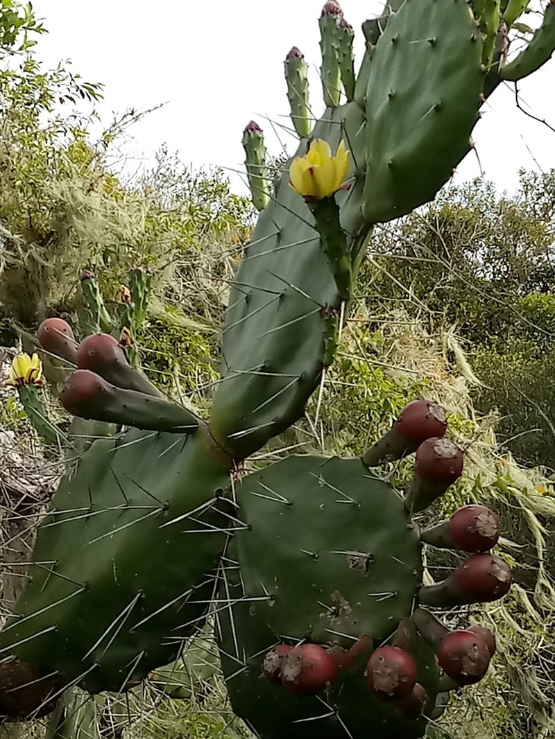 Opuntia arechavaletae photo 2