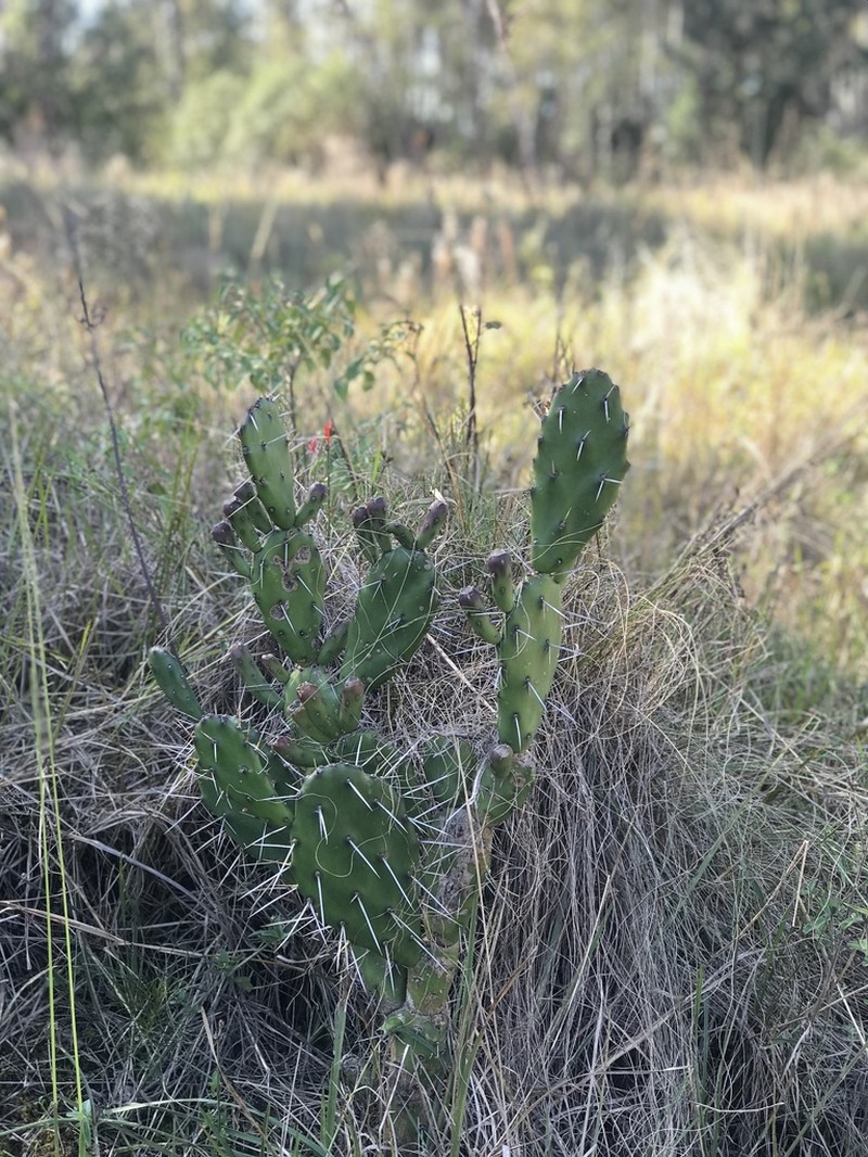 Opuntia arechavaletae photo 3
