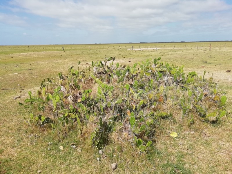 Opuntia arechavaletae photo 4