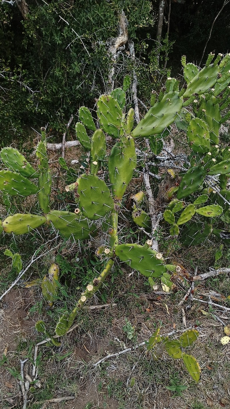Opuntia arechavaletae photo 5