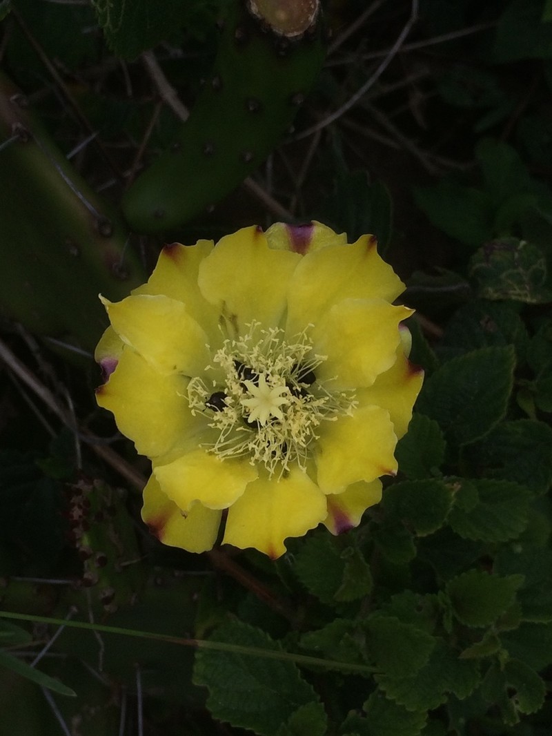 Opuntia arechavaletae photo 6