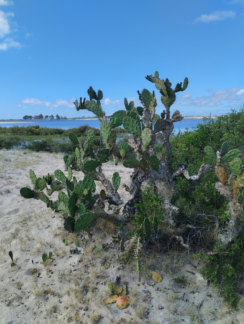 Opuntia arechavaletae photo 7