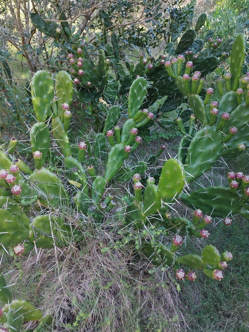 Opuntia arechavaletae photo 8