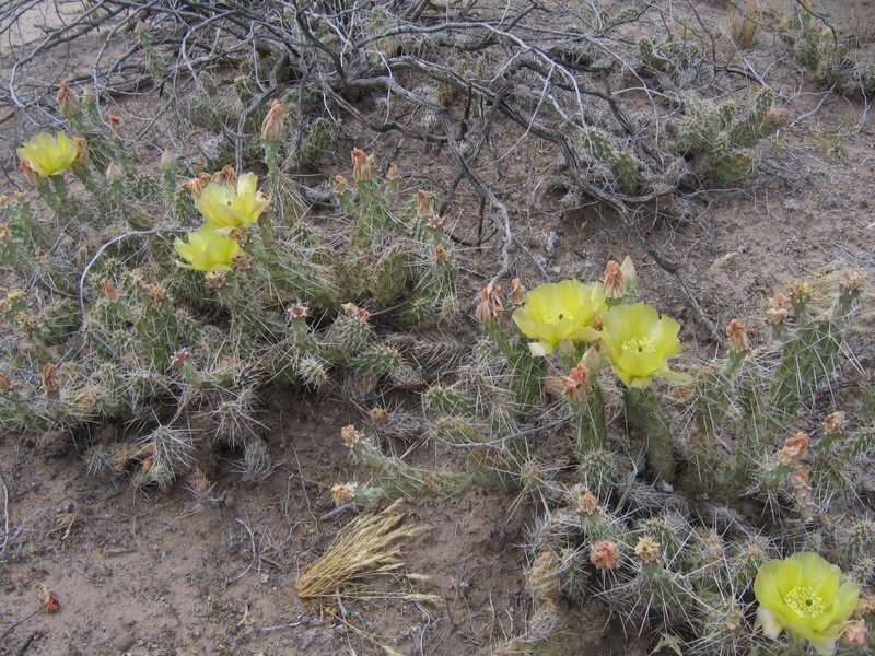 Opuntia arenaria