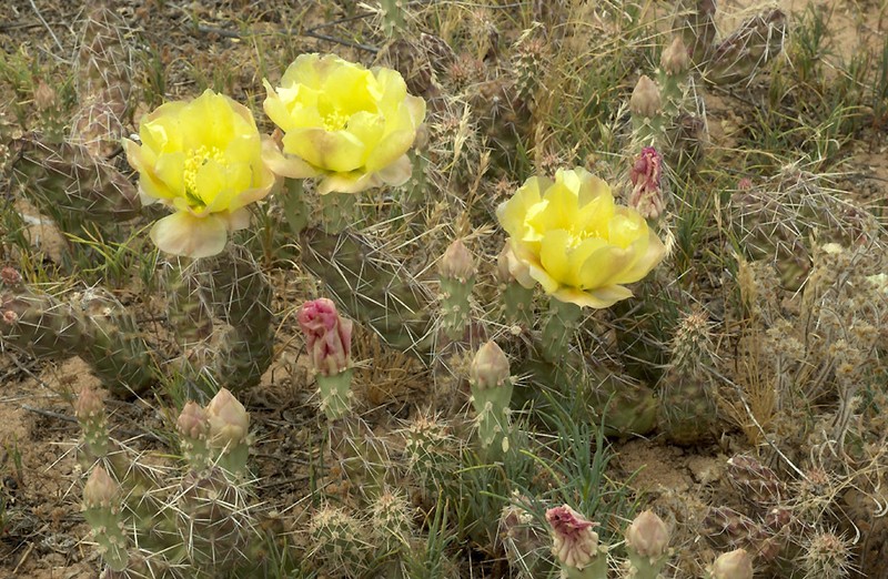 Opuntia arenaria photo 2