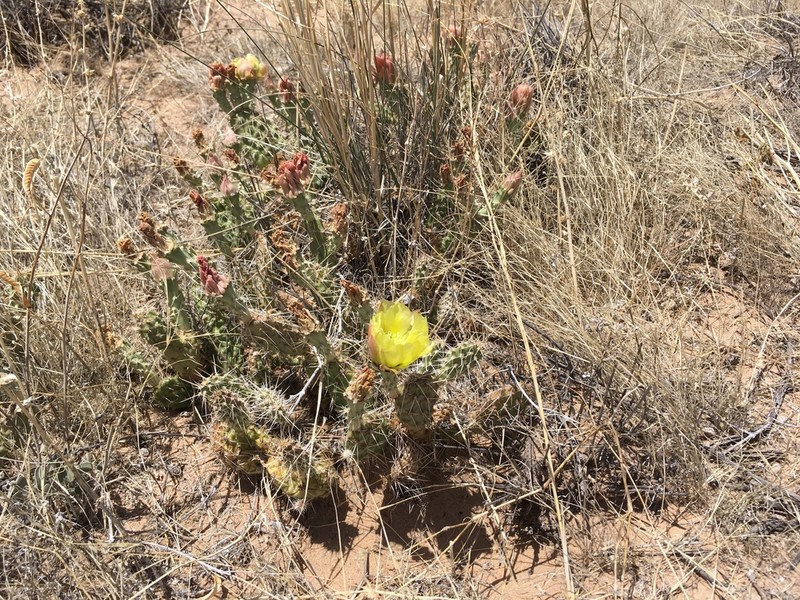 Opuntia arenaria photo 3
