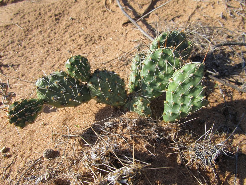 Opuntia arenaria photo 4