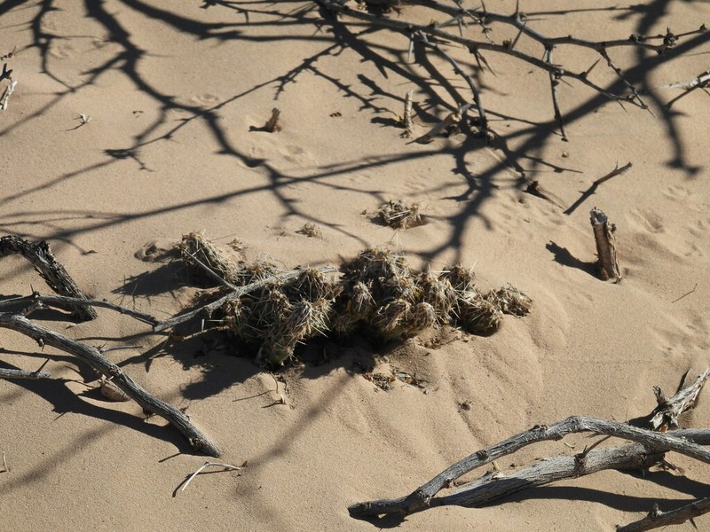 Opuntia arenaria photo 5