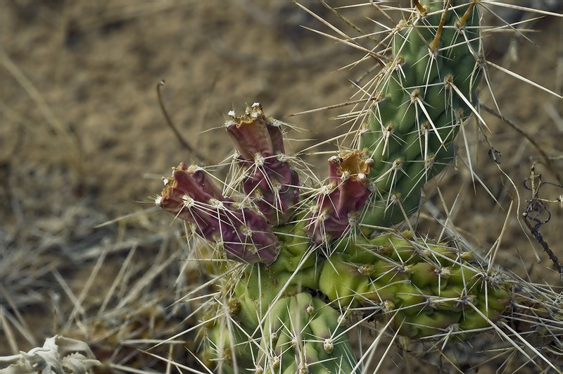 Opuntia arenaria photo 6