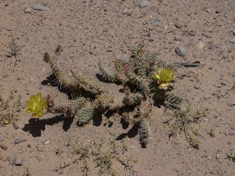Opuntia arenaria photo 7