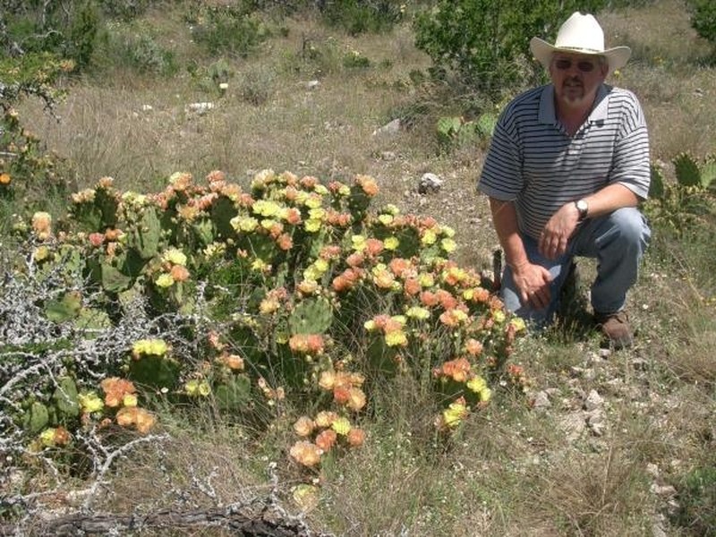 Border Pricklypear photo 4