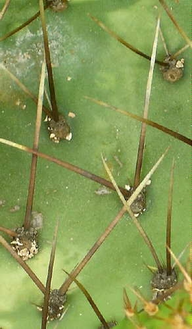 Border Pricklypear photo 5