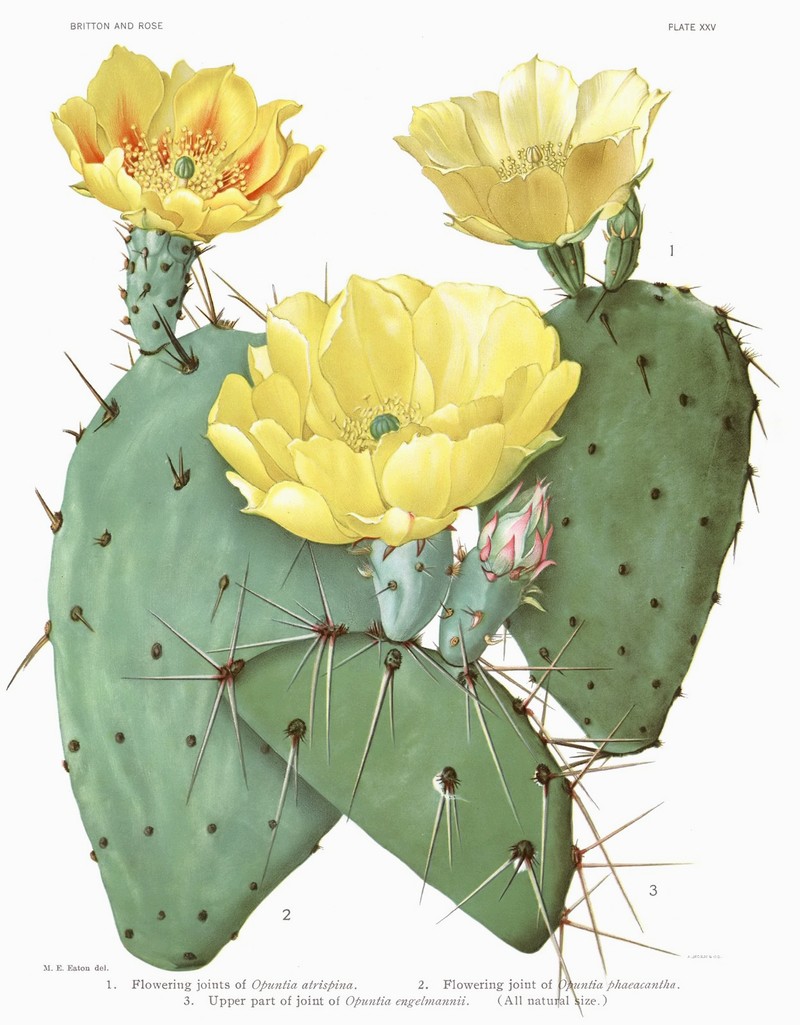 Border Pricklypear