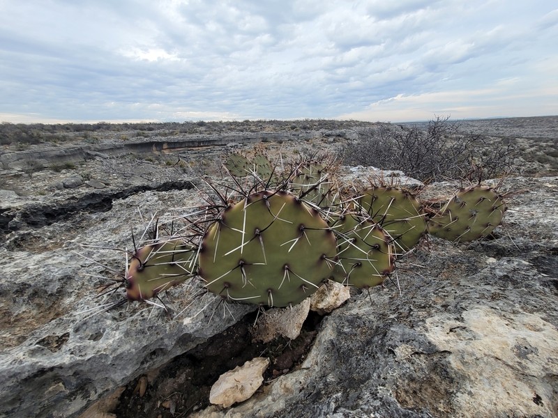 Border Pricklypear photo 3