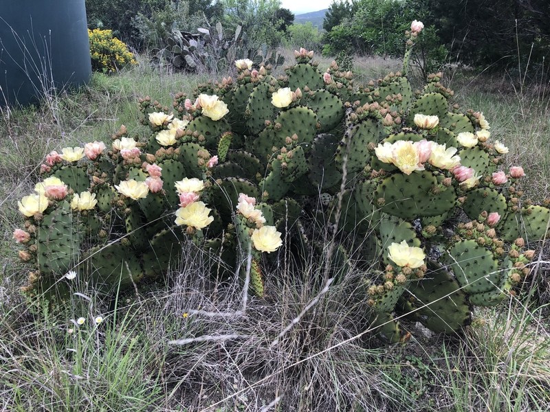 Border Pricklypear photo 4