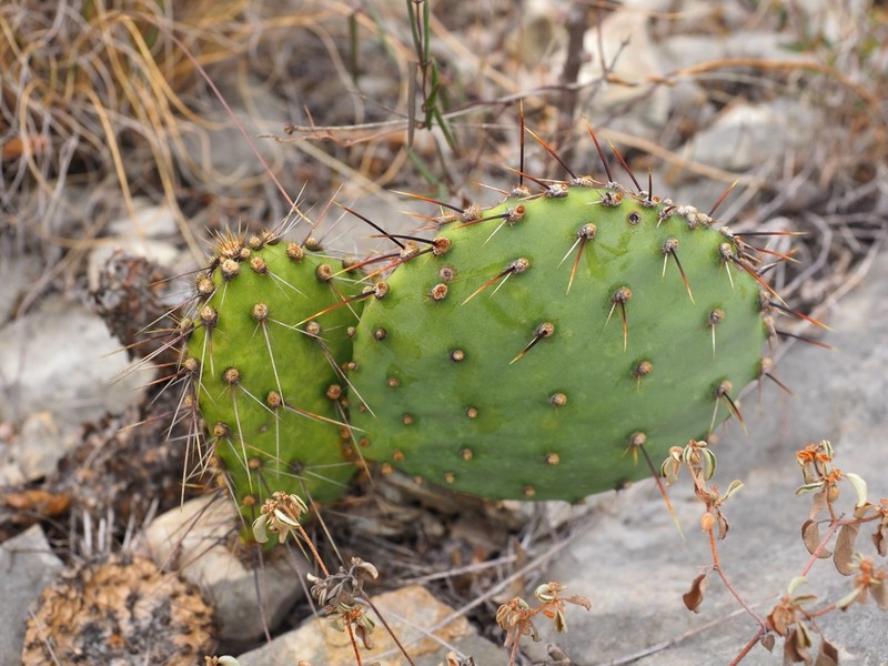 Border Pricklypear photo 5
