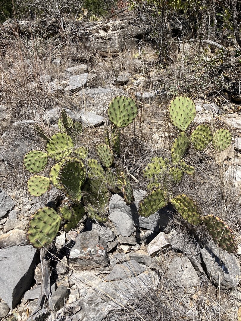 Border Pricklypear photo 6