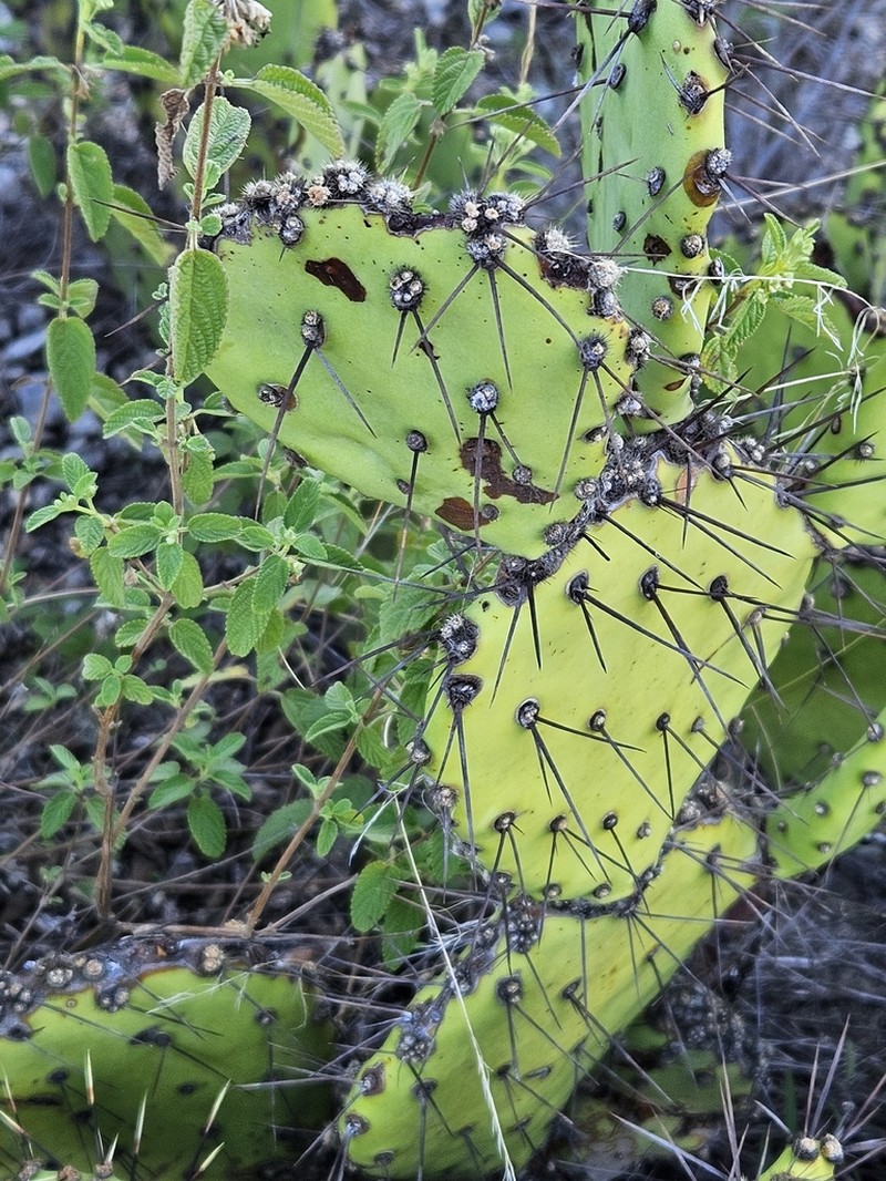 Border Pricklypear photo 7